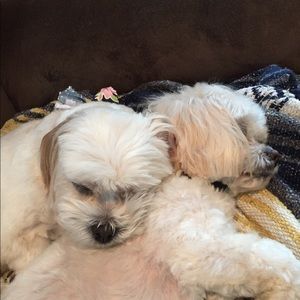 Meet your Posher, Diane